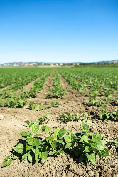 Legumes çiftliği. Sıraya dizilmiş soya fasulyesi bitkileri. — Stok fotoğraf