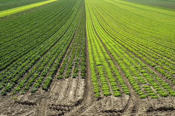Stor salladsplantage på rader utomhus. Industriell odling av sallat. — Stockfoto