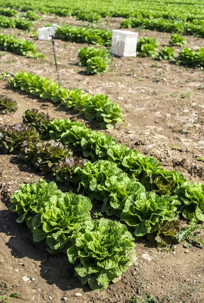 Stor mogen sallad på industrigård utomhus. Odling av sallat — Stockfoto