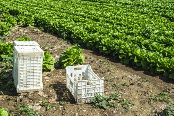 Lechuga grande madura en granja industrial al aire libre. Creciendo lechuga en — Foto de Stock