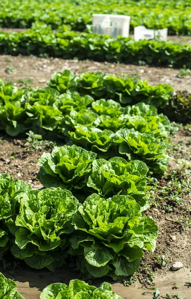 Großer reifer Salat im industriellen Außenbereich. Salat anbauen in — Stockfoto