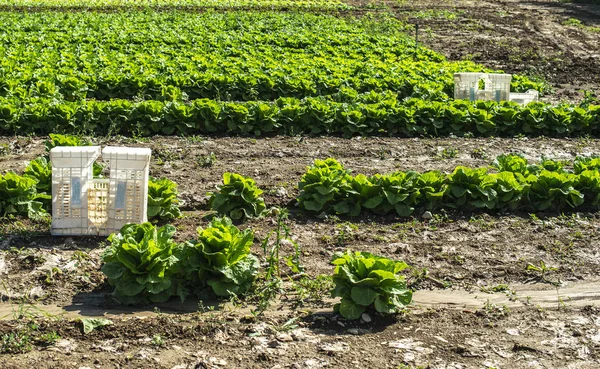 屋外の工業農場で大きな熟したレタス。レタスの栽培 — ストック写真