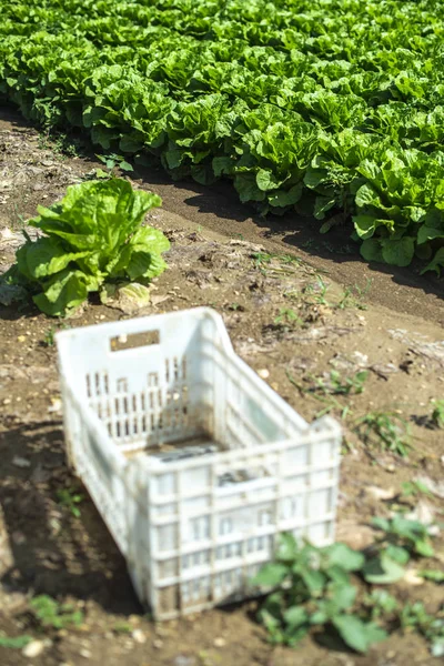 Big ripe lettuce in outdoor industrial farm. Growing lettuce in — Stock Photo, Image