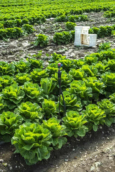 Lechuga grande madura en granja industrial al aire libre. Creciendo lechuga en — Foto de Stock