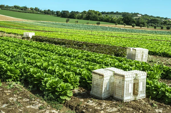 Big ripe lettuce in outdoor industrial farm. Growing lettuce in — Stock Photo, Image