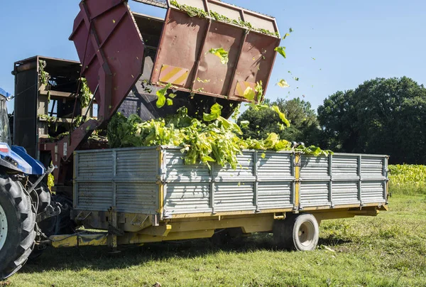 Het laden van tabaksbladeren op vrachtwagen. — Stockfoto