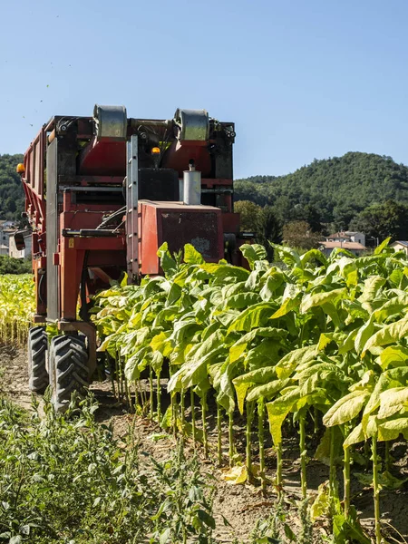 Harvesting tobacco leaves with harvester tractor — Stock Photo, Image