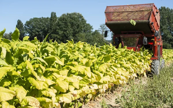 하버 터 트랙터를 이용하여 담배 잎을 수확하는 모습 — 스톡 사진