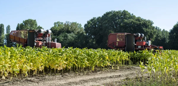 Skörd av tobaksblad med skördartraktor — Stockfoto