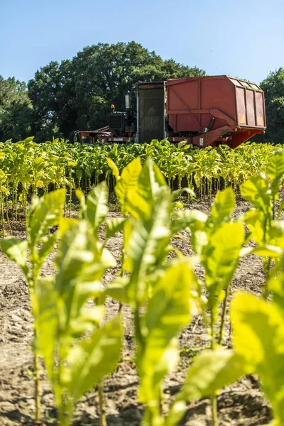 Tabaksbladeren oogsten met oogsttrekker — Stockfoto