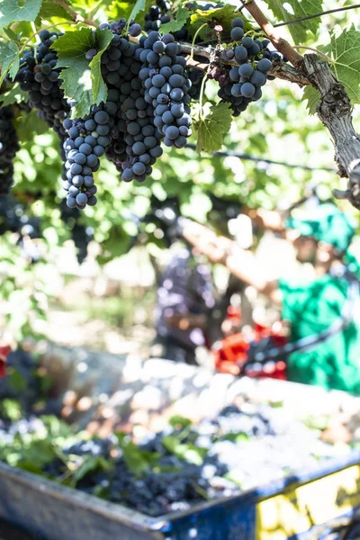 Trabajadores recogiendo uvas rojas . Fotos de stock libres de derechos