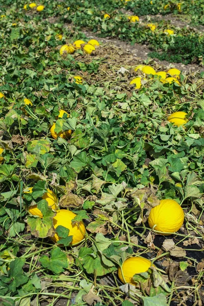 Melones en el campo. Día soleado. Plantación con melones amarillos en Imágenes de stock libres de derechos