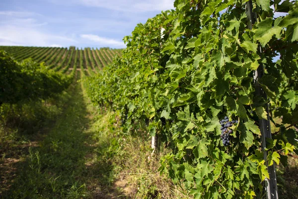 Vignobles avec raisin rouge pour la vinification. Grand vignoble italien r Photo De Stock