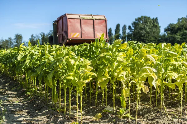 Cosecha de hojas de tabaco con tractor cosechador Imágenes de stock libres de derechos