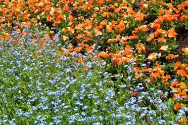 Bahçede yetişen güzel çiçek açan çiçekler