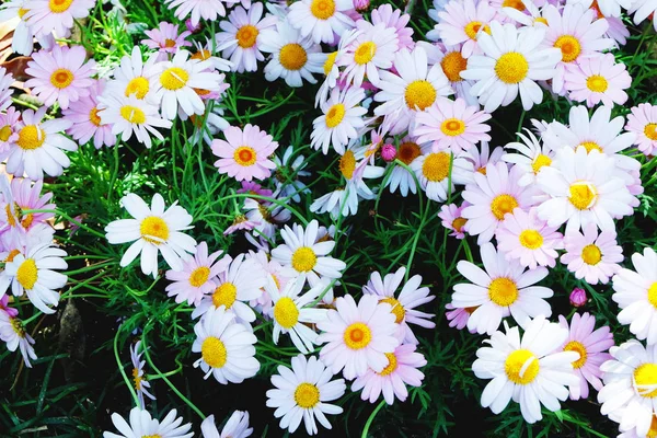 Beautiful Blooming Flowers Growing Garden — Stock Photo, Image