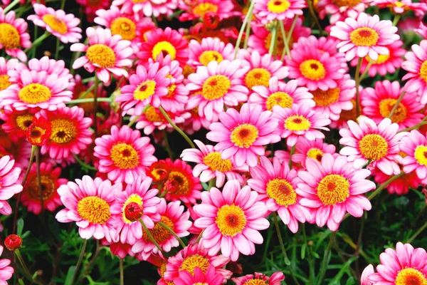 Schöne Blühende Blumen Wachsen Garten — Stockfoto