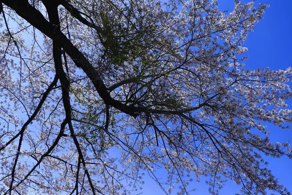 Florecen Jardín Bajo Cielo Azul Brillante —  Fotos de Stock