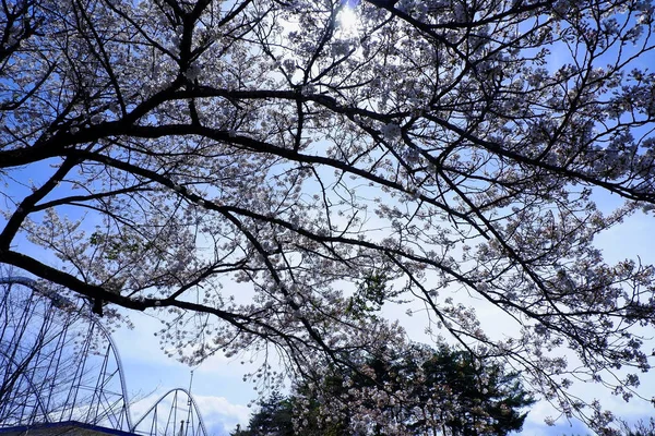 Florecen Jardín Bajo Cielo Azul Brillante —  Fotos de Stock