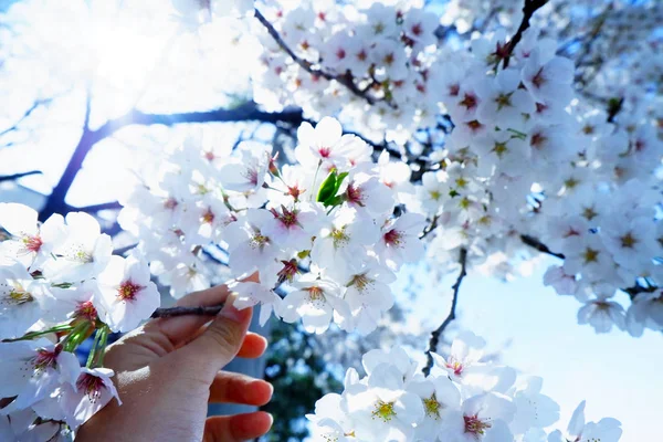 Sakura Cherry Blossom Boeket Winterseizoen Groet Festival Onder Heldere Blauwe — Stockfoto