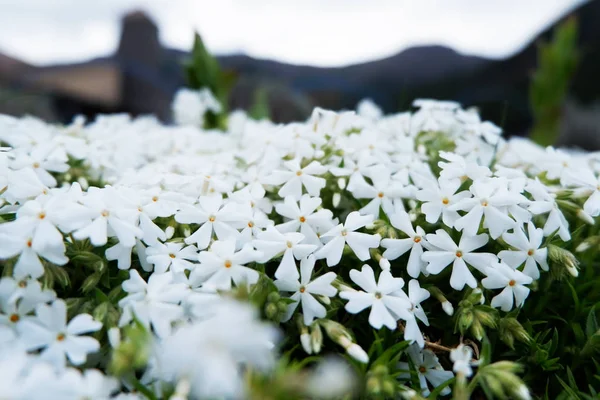 Weiße Blumen Feldgarten Kawaguchiko See Tokyo Japan — Stockfoto