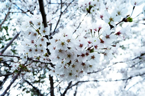 Sakura Cerezo Flor Con Fondo Del Cielo Azul Tokio Japón —  Fotos de Stock