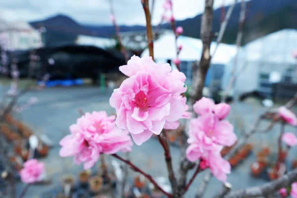 Sakura Cereja Flor Com Fundo Céu Azul Tóquio Japão — Fotografia de Stock