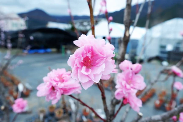 Sakura Cerezo Flor Con Fondo Del Cielo Azul Tokio Japón —  Fotos de Stock