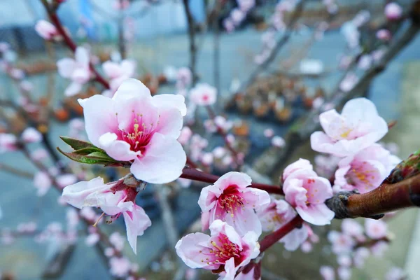 Sakura Cseresznye Virág Kék Háttérben Tokió Japánban — Stock Fotó