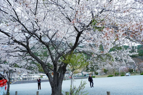 Tóquio Japão Abril 2018 Árvore Sakura Florescendo Cidade Primavera — Fotografia de Stock