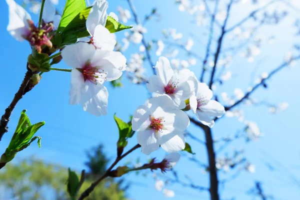 Sakura Boom Onder Helder Blauwe Hemel Tokio Tijdens Het Winterseizoen — Stockfoto