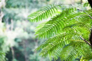 Yeşil palmiye yaprakları, yaklaşın 