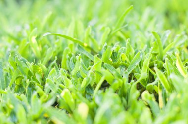 yeşil çim, çayır alanı yakın 