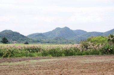 Tayland'da manzara parkı, dağ tepe, manzara parkı Greenery manzaralı alan ve çiftlik 