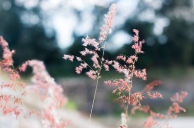çayır alanı büyüyen çim, çiçek açan kır çiçekleri