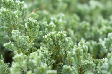 yeşil flora, bitki iğneleri yakın