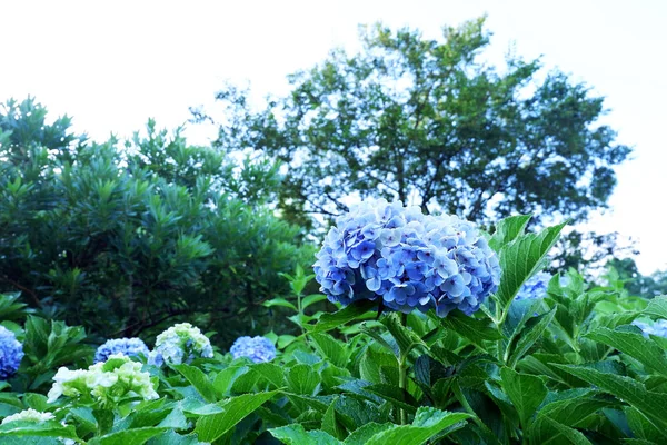 Hortensia Çiçek Yeşil Yaprakları Ile Ortanca Çalı — Stok fotoğraf