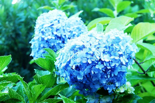 Hortensia Çiçek Yeşil Yaprakları Ile Ortanca Çalı — Stok fotoğraf