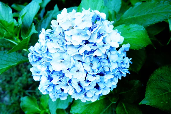 Hortensie Hortensienstrauch Mit Blüten Und Grünen Blättern — Stockfoto