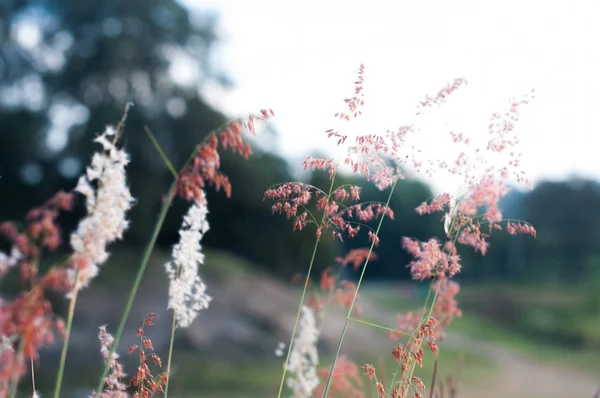 çayır alanı büyüyen çim, çiçek açan kır çiçekleri