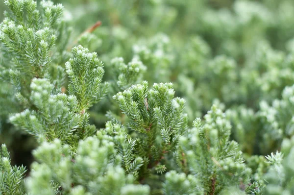 yeşil flora, bitki iğneleri yakın