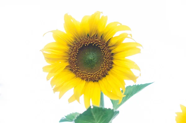 one bright yellow sunflower on white background