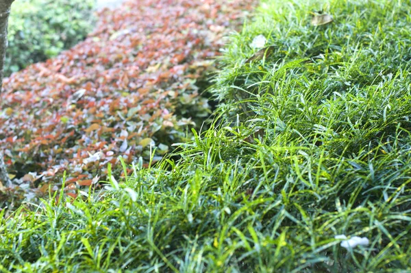 Green Ground Grass Close — Stock Photo, Image