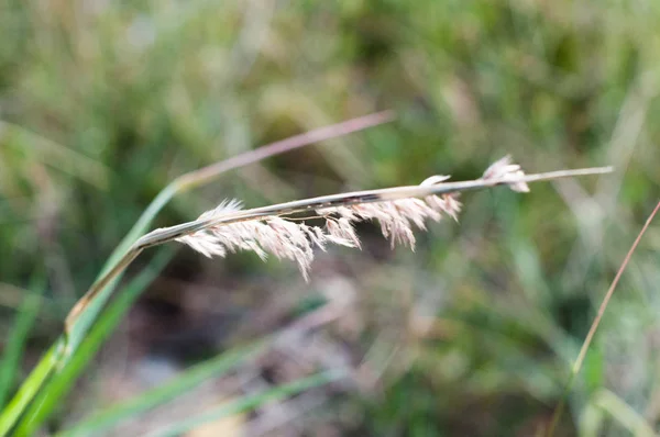 Weide Veld Kweken Gras — Stockfoto