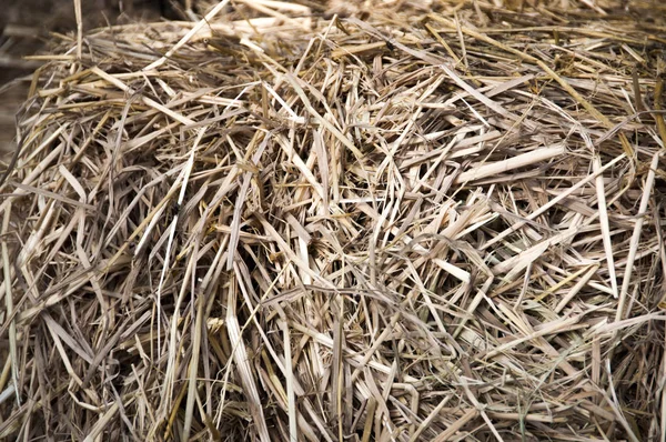 Dry Hay Crop Grass — Stock Photo, Image