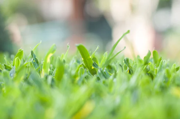 緑の草 草原のクローズアップ — ストック写真