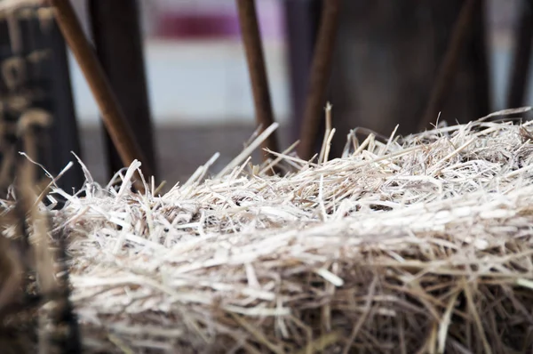 Dry Hay Crop Grass — Stock Photo, Image