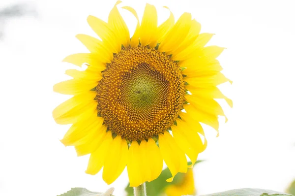 one bright yellow sunflower on white background