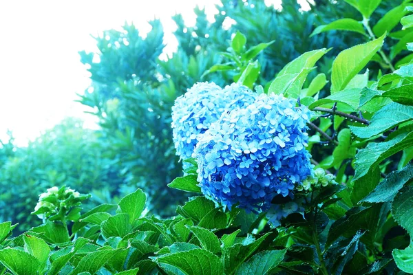 Hortenie Hydrangea Keř Květinami Zelenými Listy — Stock fotografie