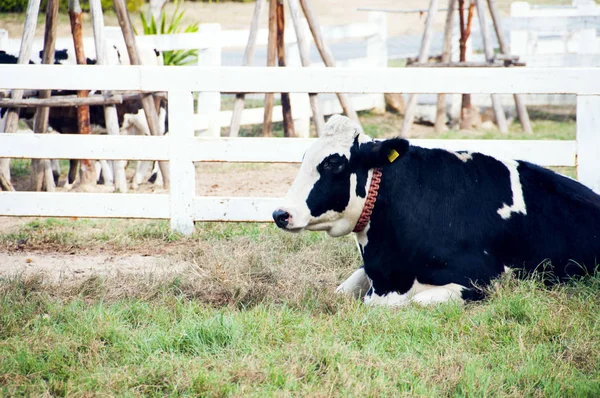 Καθημερινή Αγελάδα Στο Αγρόκτημα Στη Χώρα Πλευρά Της Ταϊλάνδης — Φωτογραφία Αρχείου